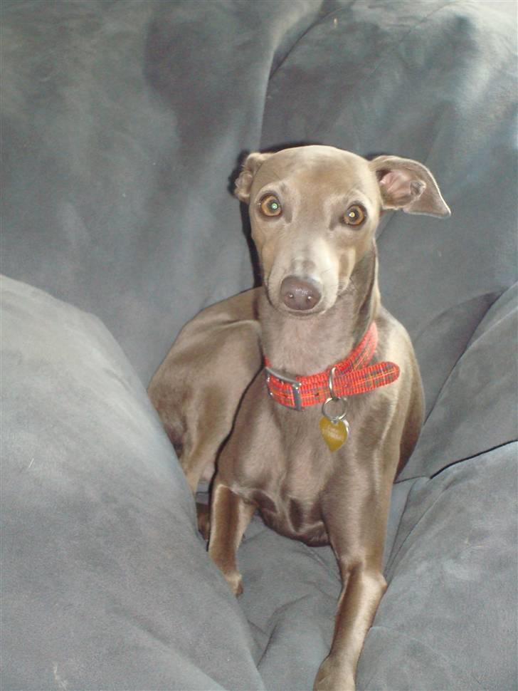 Italiensk mynde Fergie billede 10