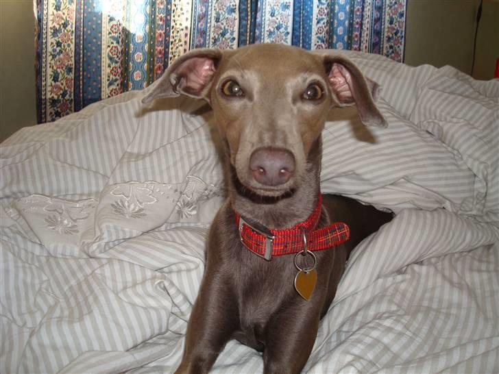 Italiensk mynde Fergie billede 11