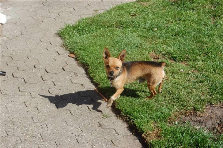 Chihuahua Cato billede 9