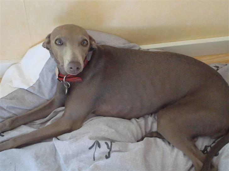 Italiensk mynde Fergie billede 12