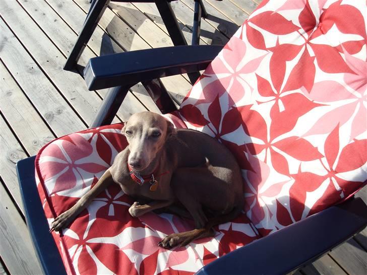 Italiensk mynde Fergie billede 13