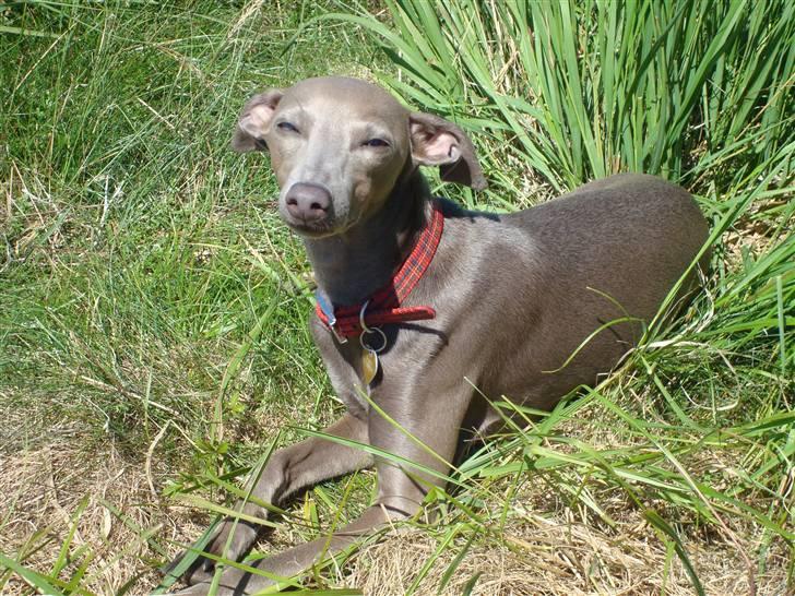 Italiensk mynde Fergie billede 14