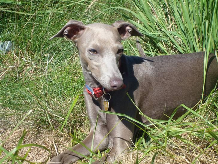 Italiensk mynde Fergie billede 15