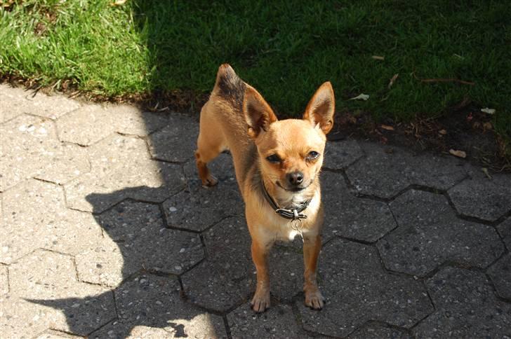 Chihuahua Cato billede 10