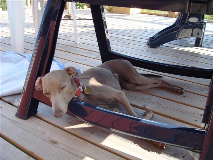 Italiensk mynde Fergie billede 17