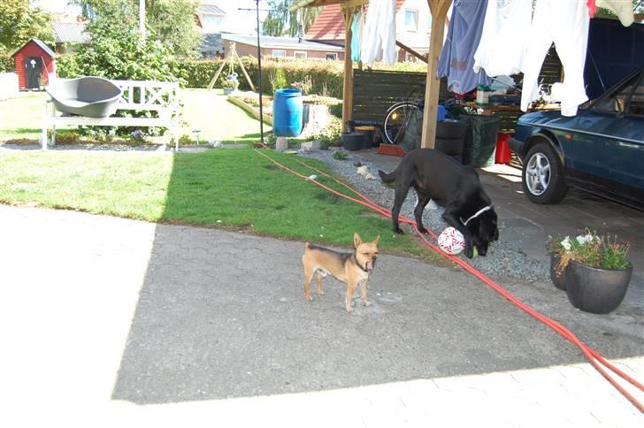 Chihuahua Cato - Cato er vist småtræt billede 11