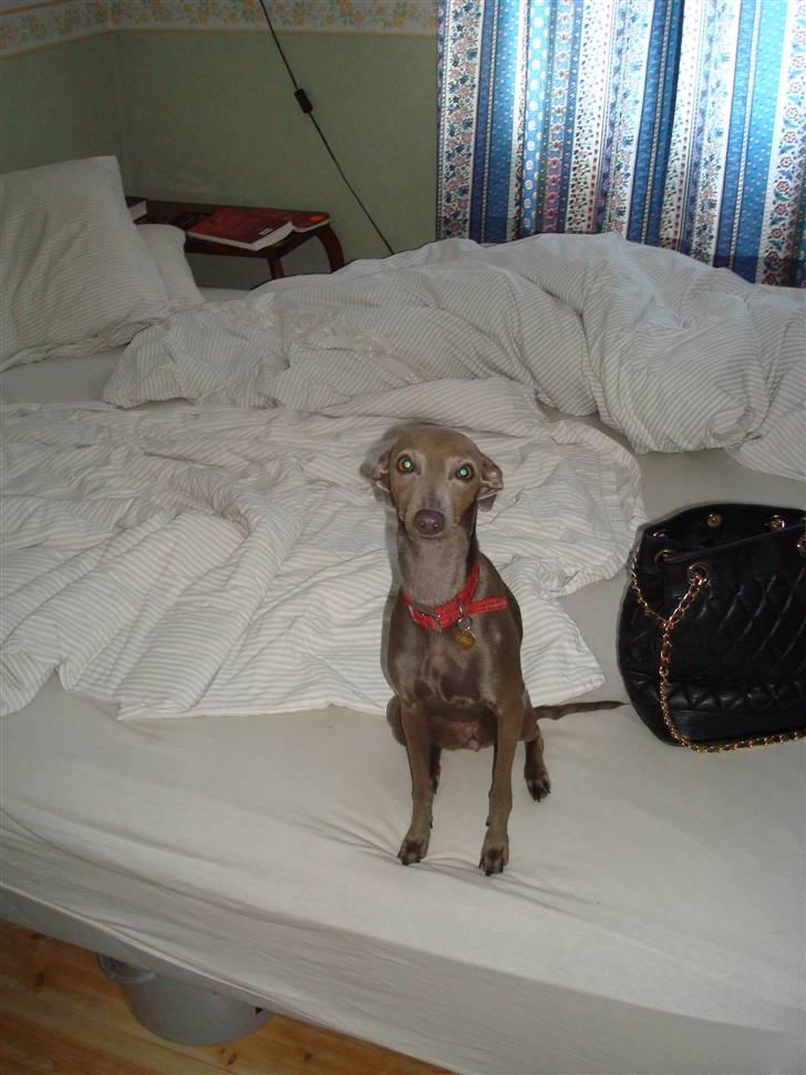 Italiensk mynde Fergie billede 19