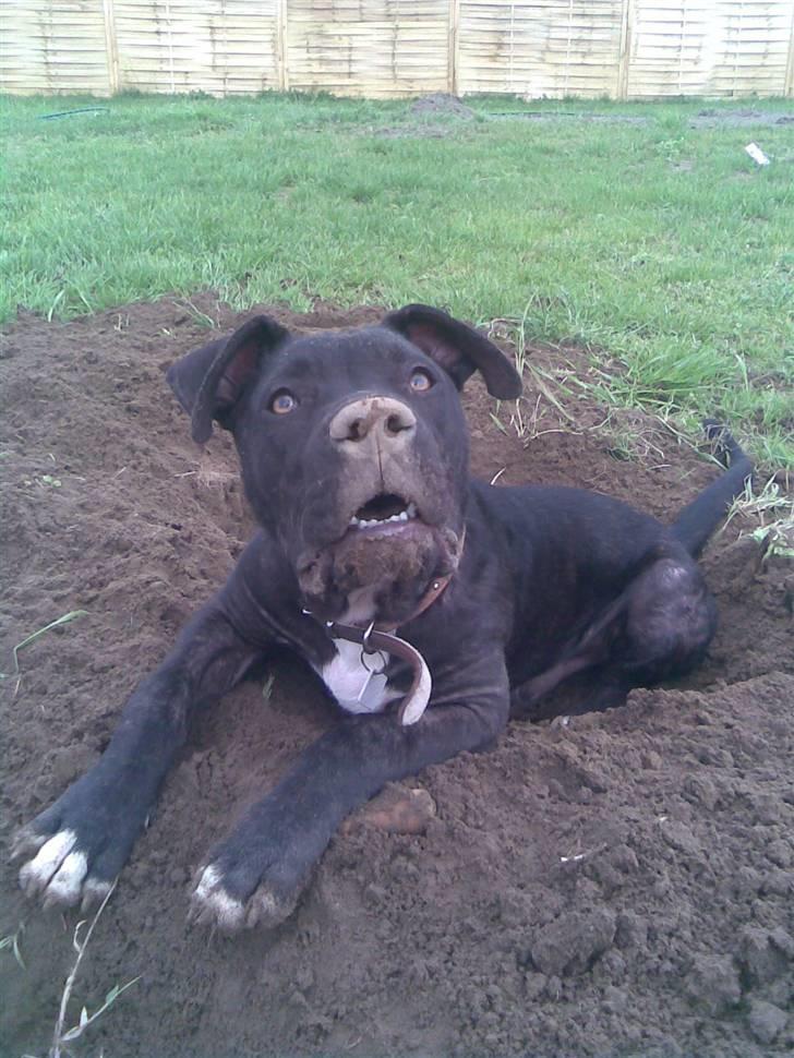 Amerikansk staffordshire terrier Brian ! R.I.P ='(  - mig og diana =) Hygge ! billede 10