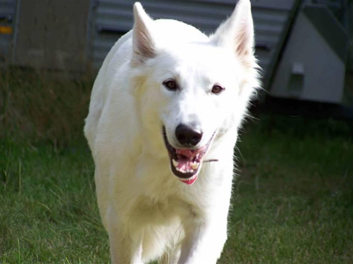 Hvid schæfer Ebony the White Diamond - Nu kommer jeg altså billede 19