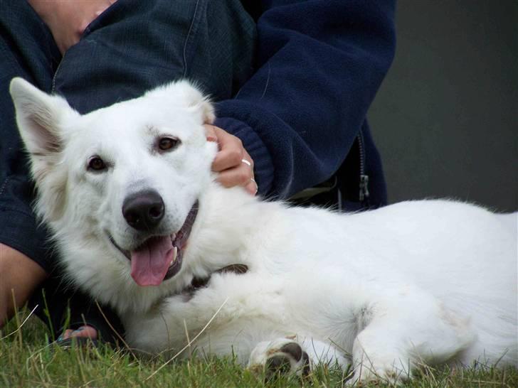 Hvid schæfer Ebony the White Diamond - Åhh klø mig bare bag øret billede 20