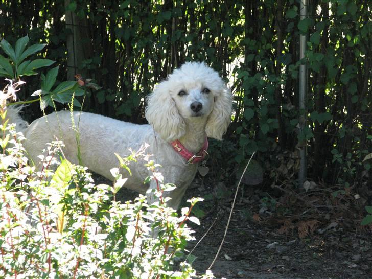 Dværgpuddel Bella billede 15