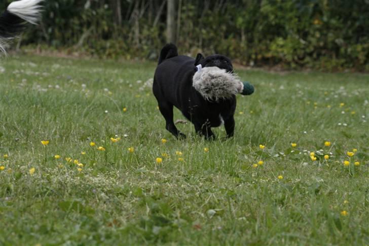 Mops emma *himmelhund* - så skal anden lige ha en tur :) billede 13