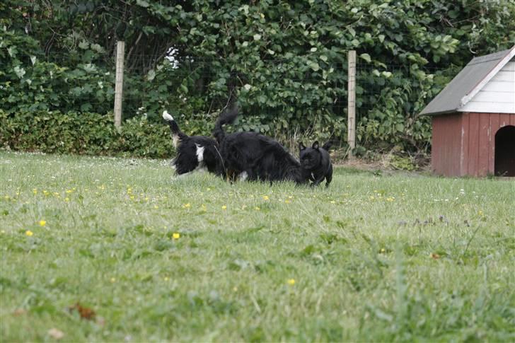 Mops emma *himmelhund* - emma der leger med eddi og quando i haven billede 14