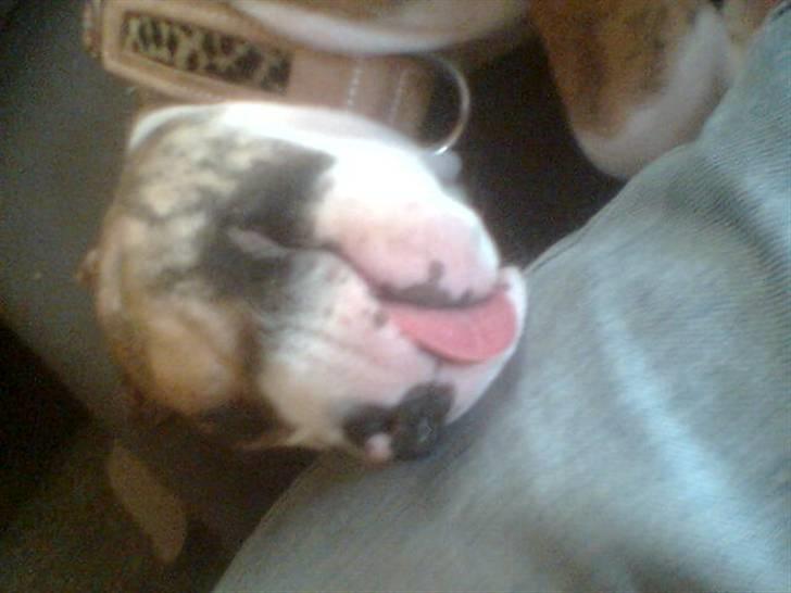 Blanding af racer Cassie - Cassie når hun sover og drømmer om sin mor. ;o) lidt sødt . billede 9