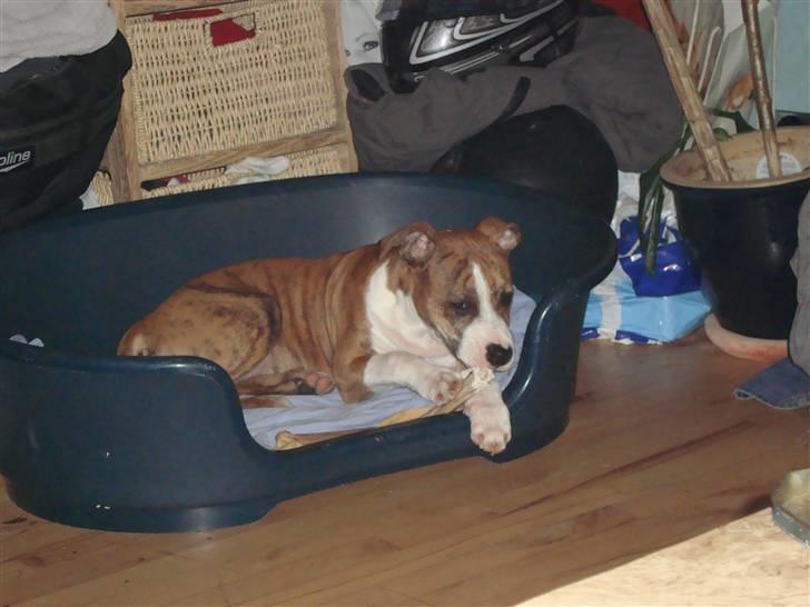 Blanding af racer Cassie - Ligger så fint i min kurv og spiser ben.. Lækkert.. billede 10