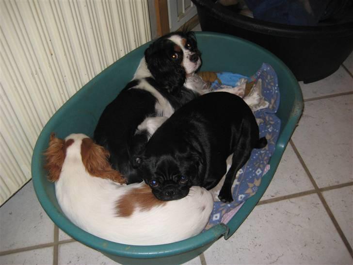 Mops emma *himmelhund* - dejligt varmt og putte med emily og aika billede 16