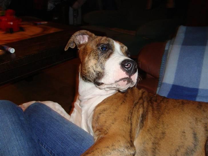 Blanding af racer Cassie - Jeg ligger ved miin mor:) billede 11