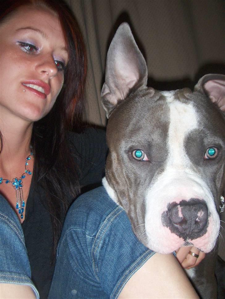Amerikansk staffordshire terrier Tyson-biGGie - profil billedet ;o) Tysse og mor knipser på digitalkamera hehe billede 13