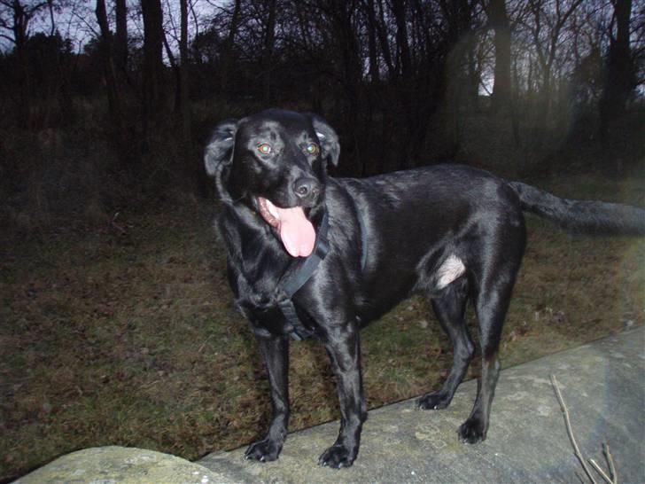 Blanding af racer Samson - Se mig. billede 1