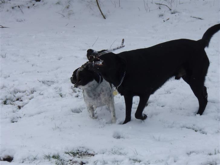 Blanding af racer Samson - Kom så med din lille ....... billede 2