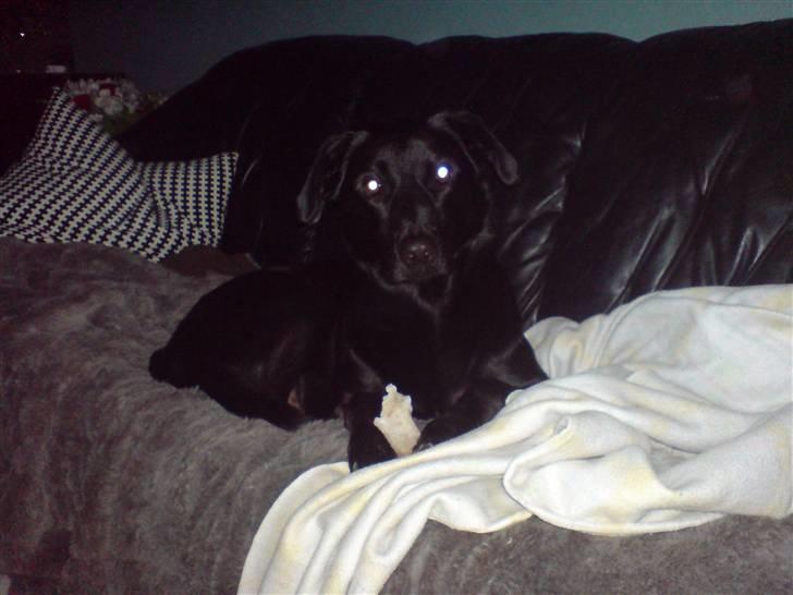 Blanding af racer Samson - Hej.  billede 3