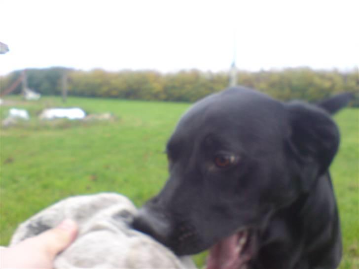 Blanding af racer Samson - Min. billede 4