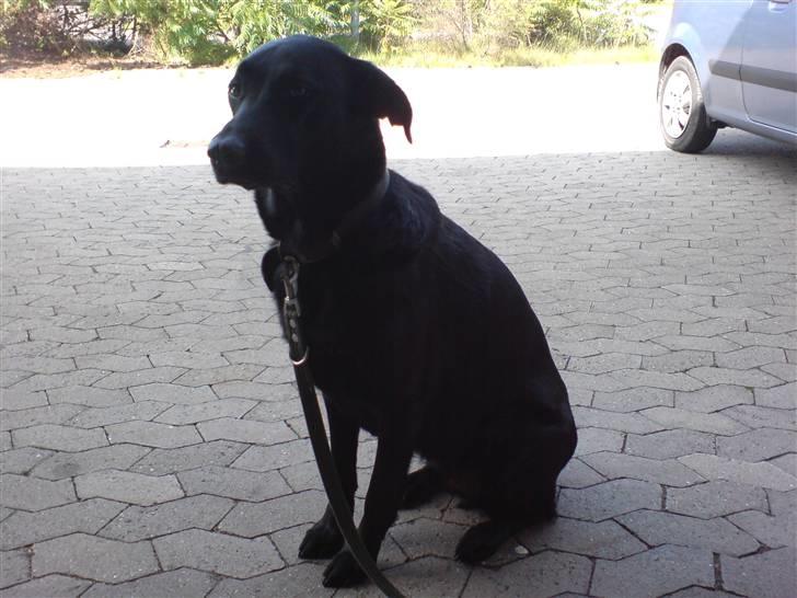 Blanding af racer Samson billede 5