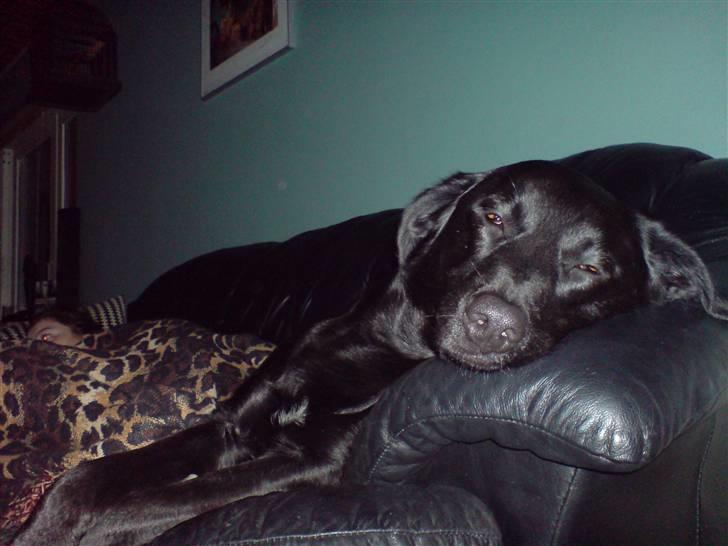 Blanding af racer Samson - Er bare så træt. billede 6