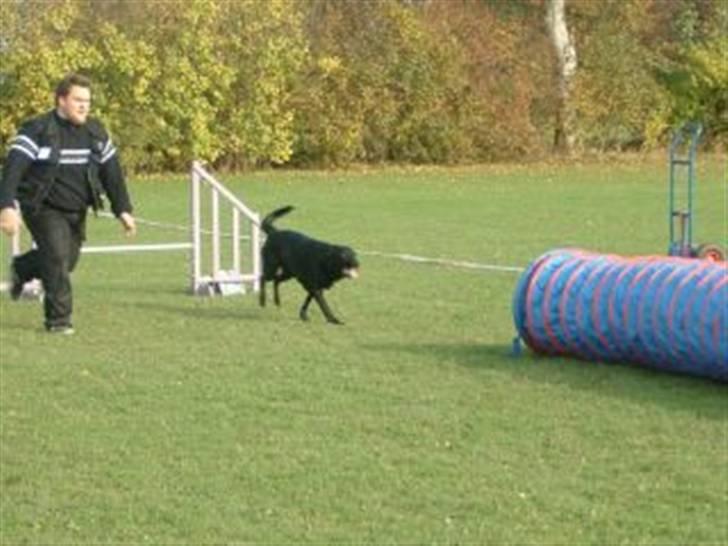 Blanding af racer Samson - Klubmesterskab 2007 agility billede 7