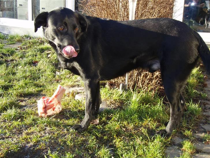 Blanding af racer Samson - Det smager bare så godt. billede 8