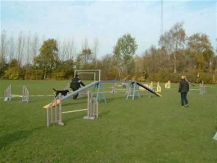 Blanding af racer Samson - Klubmesterskab 2007 agility billede 9