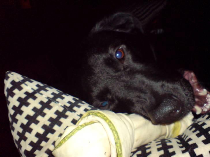 Blanding af racer Samson - Kan bare så godt lide det her. billede 10