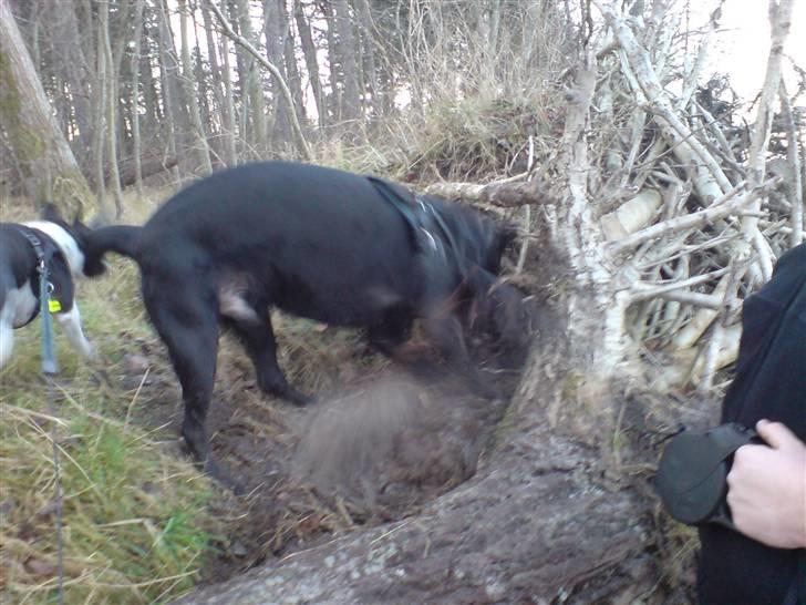 Blanding af racer Samson - Hvor er musen?? billede 11