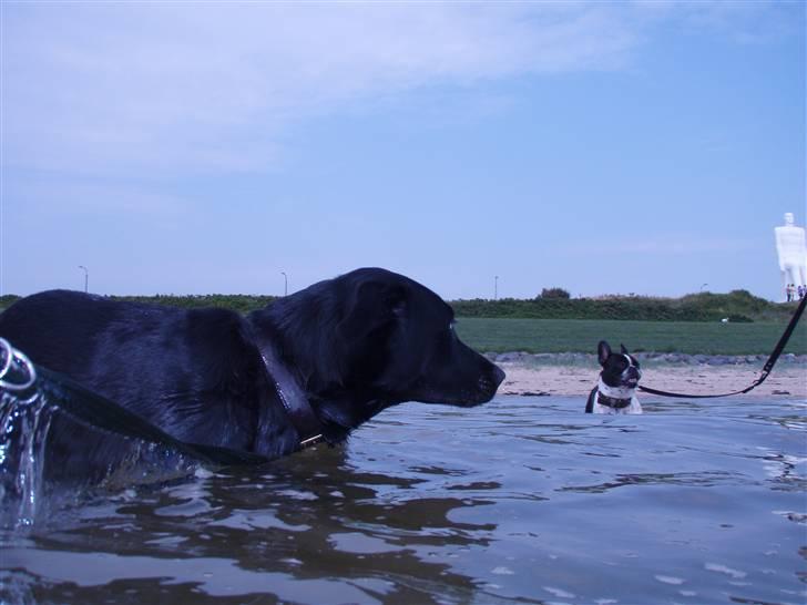 Blanding af racer Samson - Dejligt at være i vandet billede 12