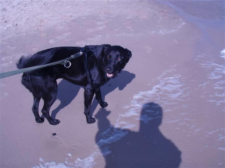 Blanding af racer Samson - Skal vi ikke ud og bade?? billede 13