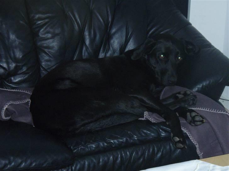 Blanding af racer Samson - Hvad?? billede 14