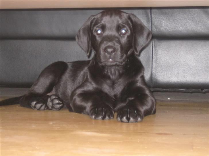 Labrador retriever Zenta billede 1
