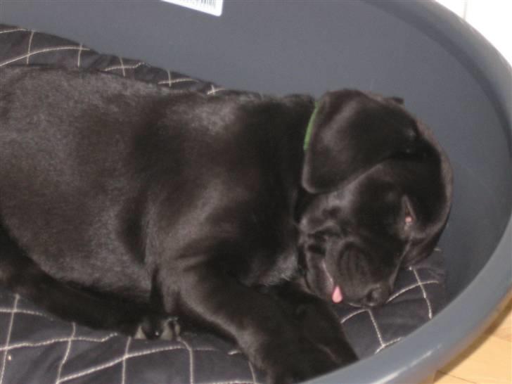 Labrador retriever Zenta billede 2