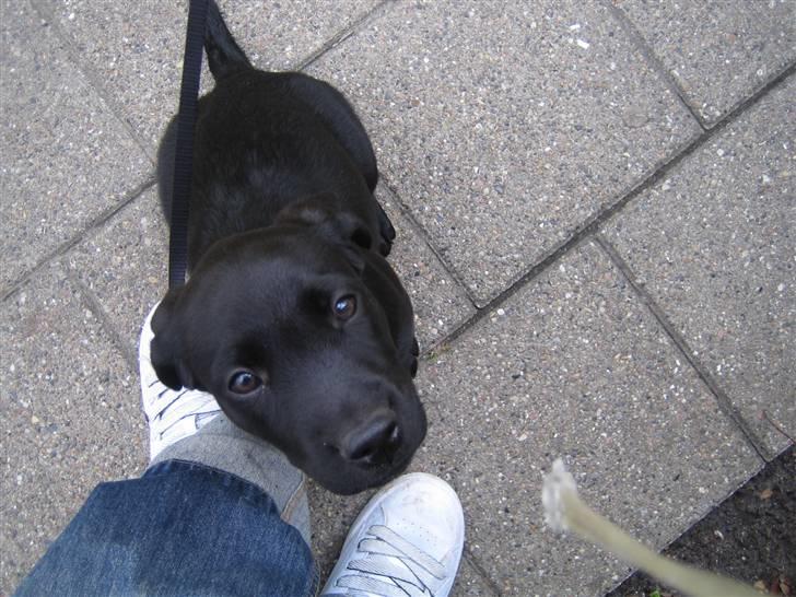 Labrador retriever Zenta billede 3