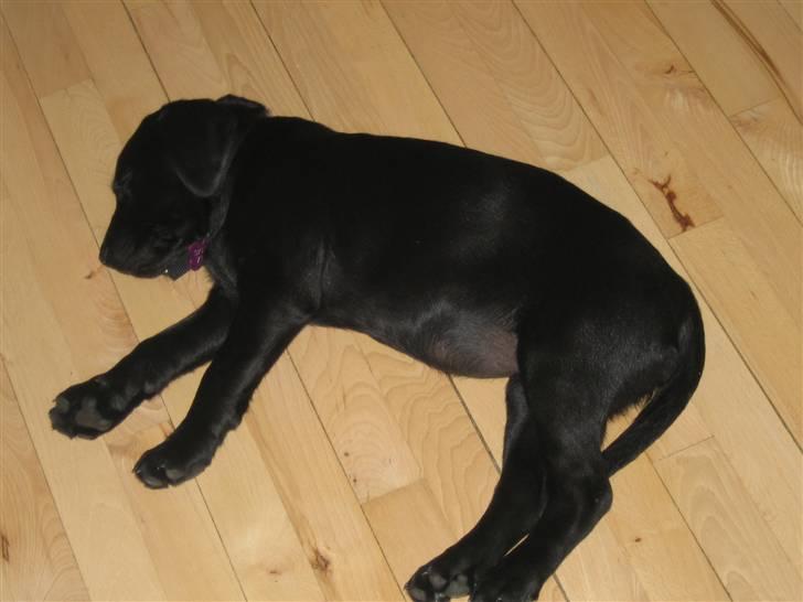 Labrador retriever Zenta billede 4