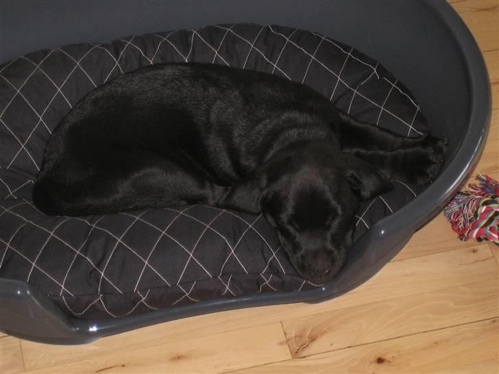 Labrador retriever Zenta billede 5