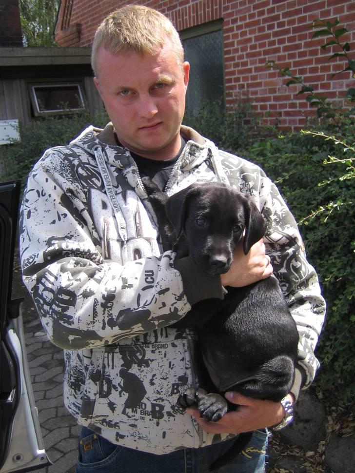 Labrador retriever Zenta billede 6