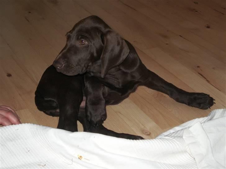 Korthåret hønsehund Søborggård`s Tec billede 7