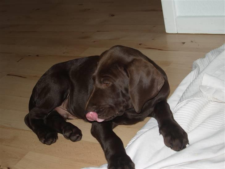 Korthåret hønsehund Søborggård`s Tec billede 8