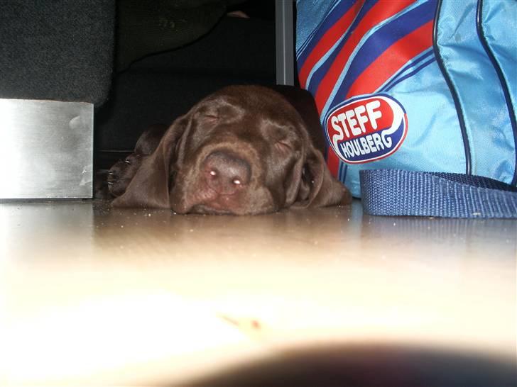 Korthåret hønsehund Søborggård`s Tec billede 9