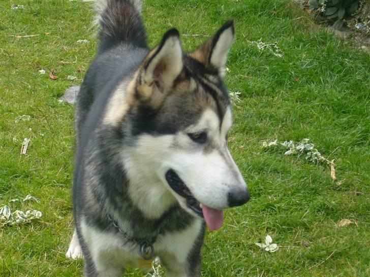 Alaskan malamute CATO *DØD* - Cato i haven billede 1