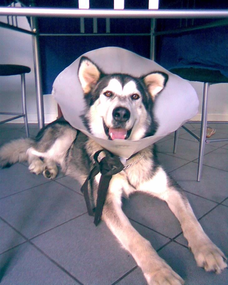 Alaskan malamute CATO *DØD* - Det er surt at have skærm på når man lige er blevet kastereret billede 2