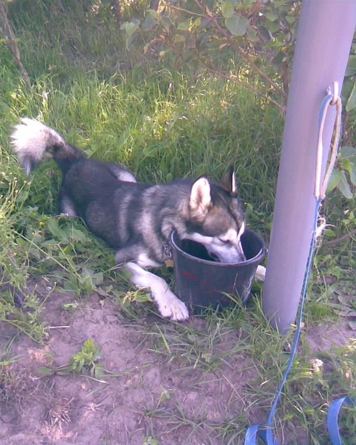 Alaskan malamute CATO *DØD* - Hvorfor stå op og drikke, når man kan ligge ned? billede 3