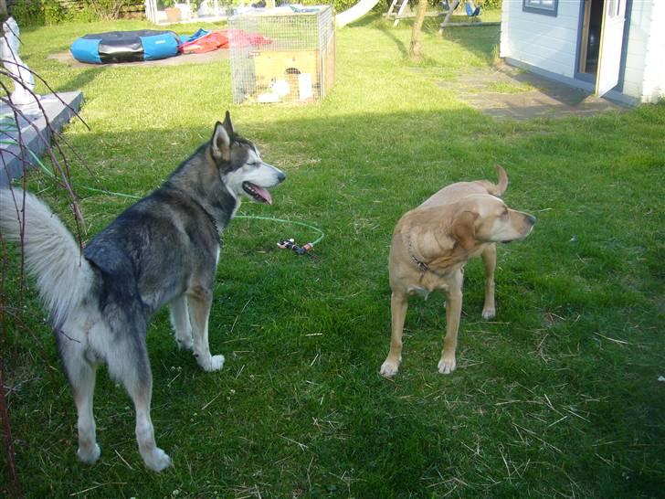 Alaskan malamute CATO *DØD* - Cato og findus i haven billede 4