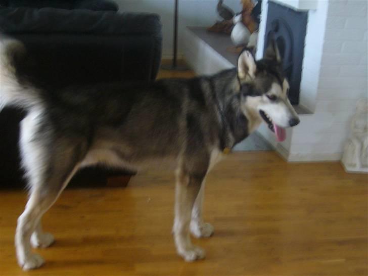Alaskan malamute CATO *DØD* billede 5